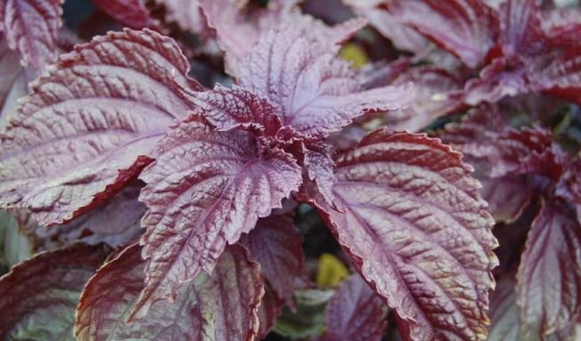 紫蘇葉購買地點