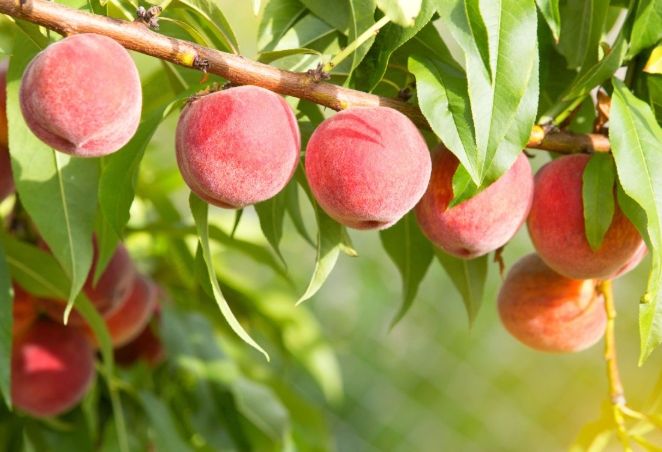 水蜜桃挑選 水蜜桃挑選