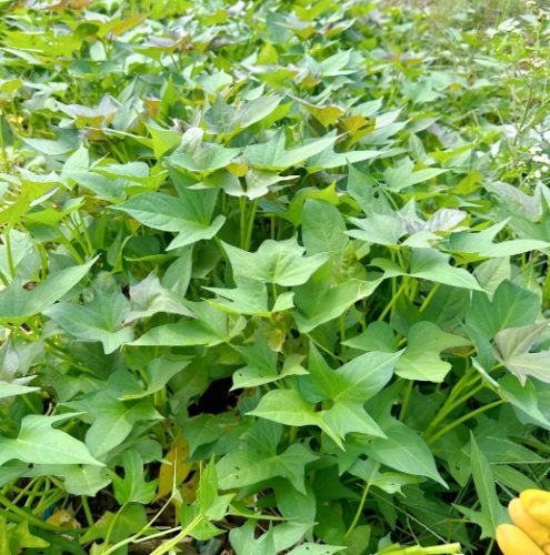 地瓜葉種植常見問題