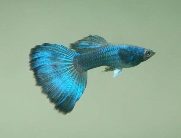 觀賞魚壽命延長 觀賞魚壽命延長