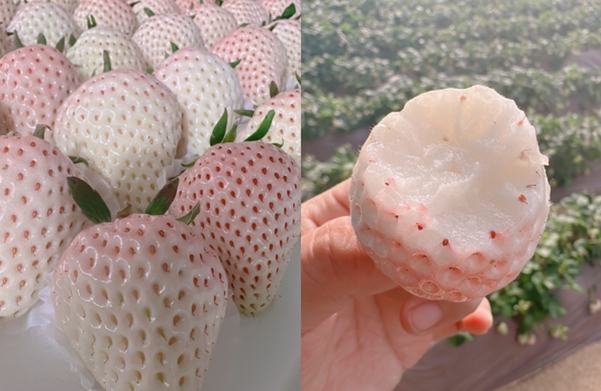 白草莓種植