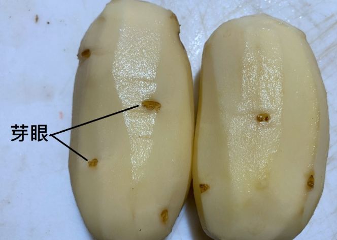 馬鈴薯芽眼