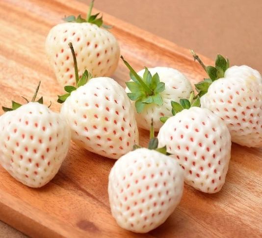 白草莓品種