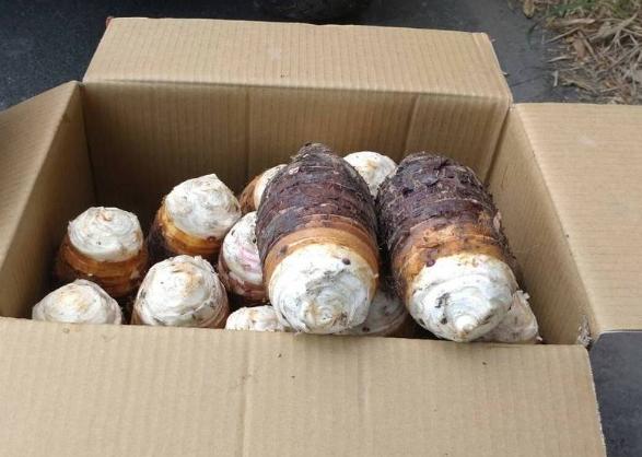 台灣芋頭季節 台灣芋頭季節