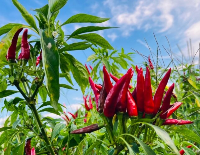 朝天椒種植