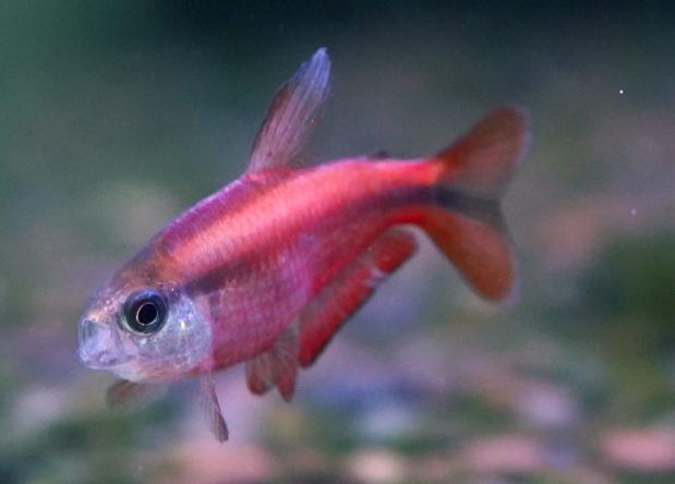 燈科魚飼養方法