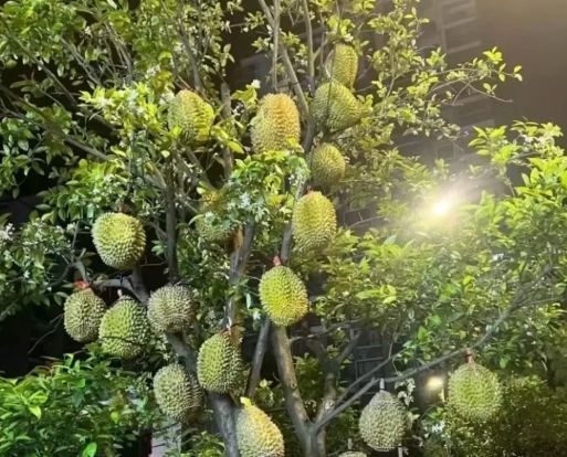 榴槤品種介紹