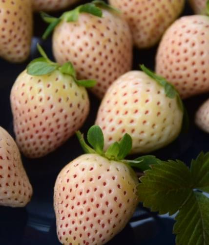 日本草莓購買指南 日本草莓購買指南