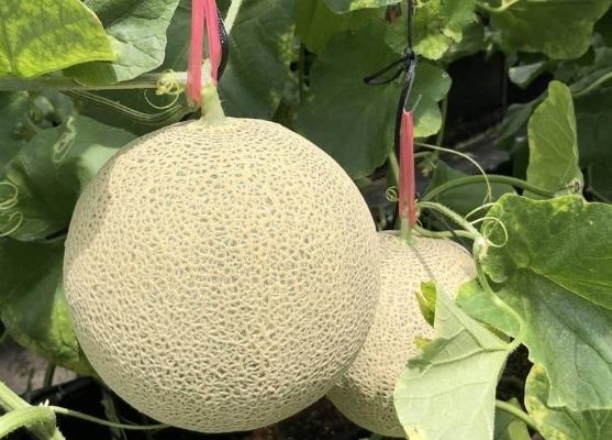 哈密瓜產季