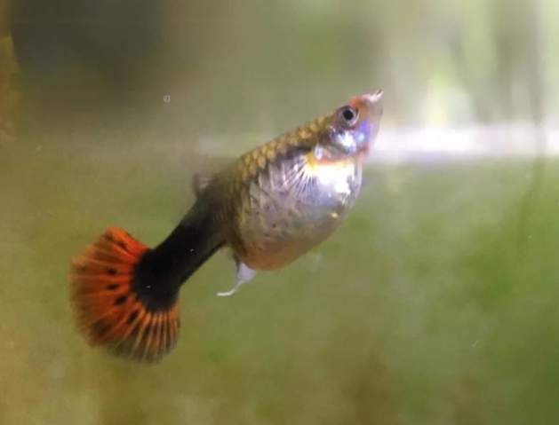 孔雀魚飼養溫度