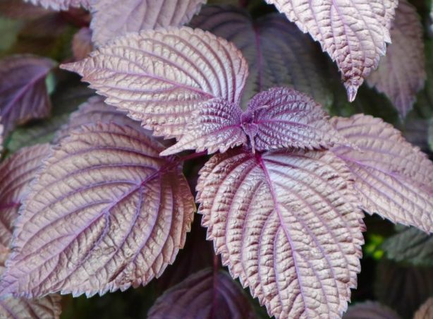 紫蘇葉選購指南