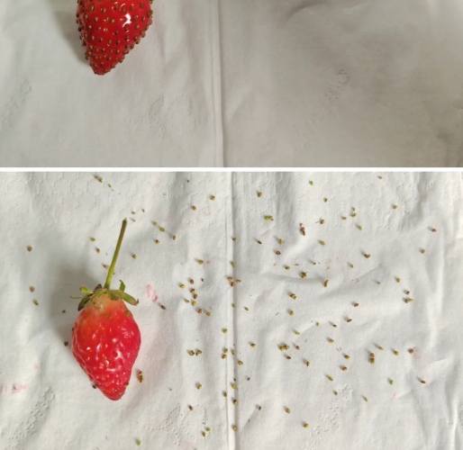 草莓種子提取方法 草莓種子提取方法