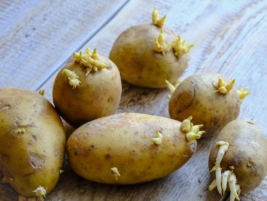 馬鈴薯發芽處理