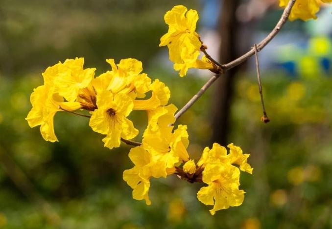 賞花景點 賞花景點