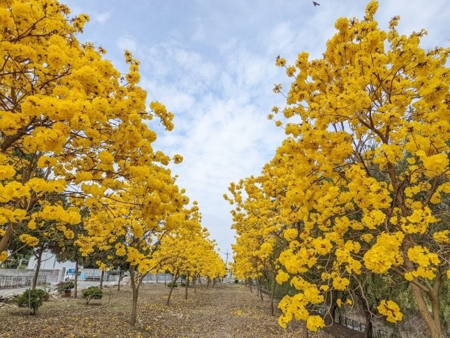 賞花景點 賞花景點