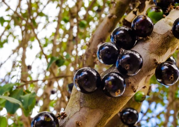 樹葡萄食用方法 樹葡萄食用方法