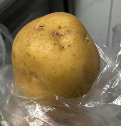 發芽馬鈴薯處理