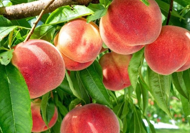 台灣水蜜桃 台灣水蜜桃