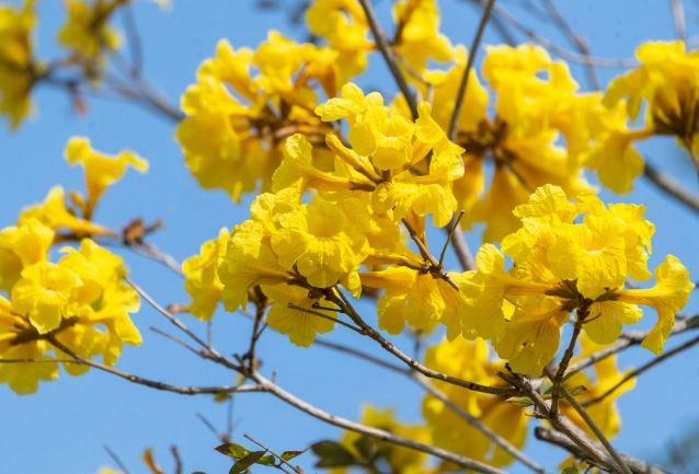 台灣黃花風鈴木 台灣黃花風鈴木