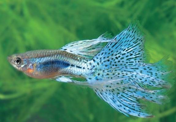 孔雀魚飼養 孔雀魚飼養