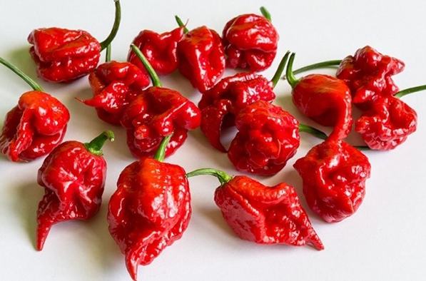 最辣的辣椒