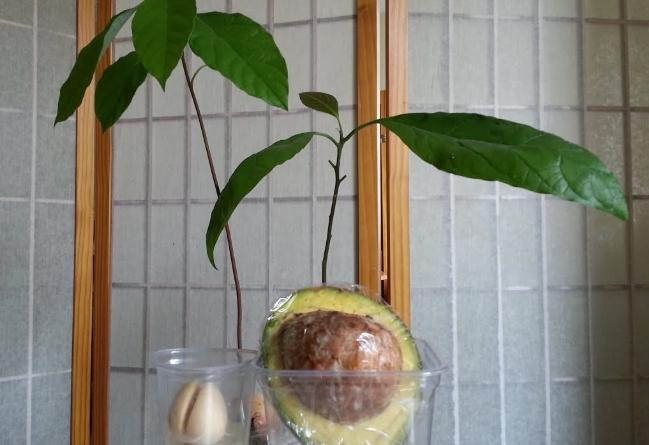 酪梨水耕活多久