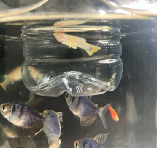 斑馬魚相容魚種