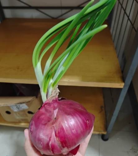 發芽洋蔥食用
