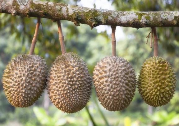 榴槤挑選技巧