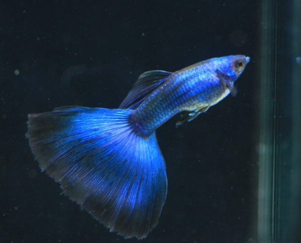 觀賞魚壽命延長 觀賞魚壽命延長