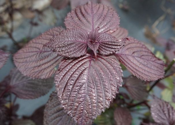 紫蘇葉選購指南