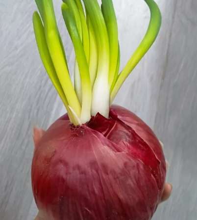 發芽洋蔥食用