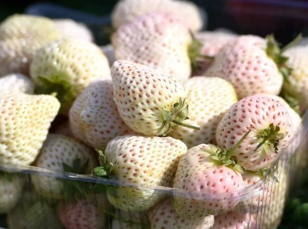 白草莓品種