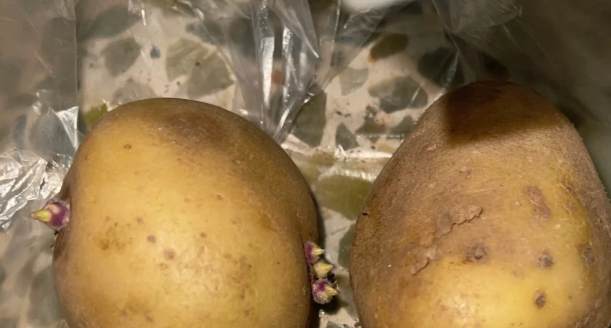 馬鈴薯發芽處理