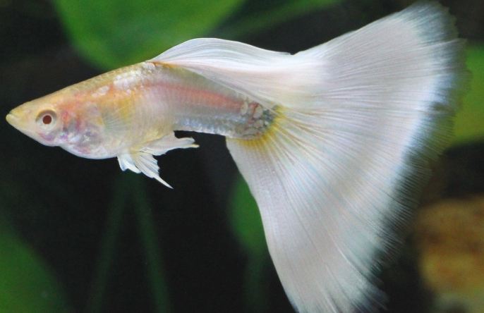 孔雀魚飼養 孔雀魚飼養