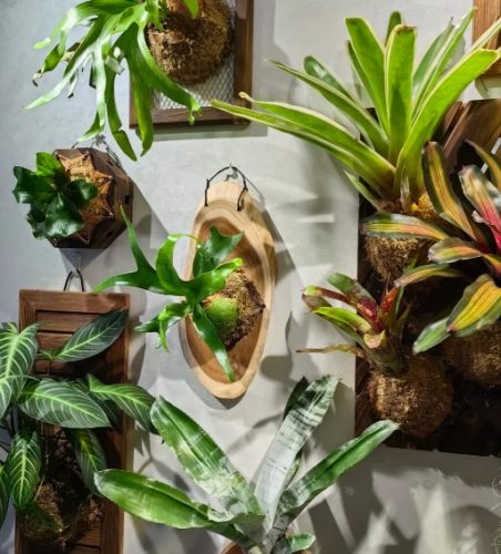 植物上板方法 植物上板方法