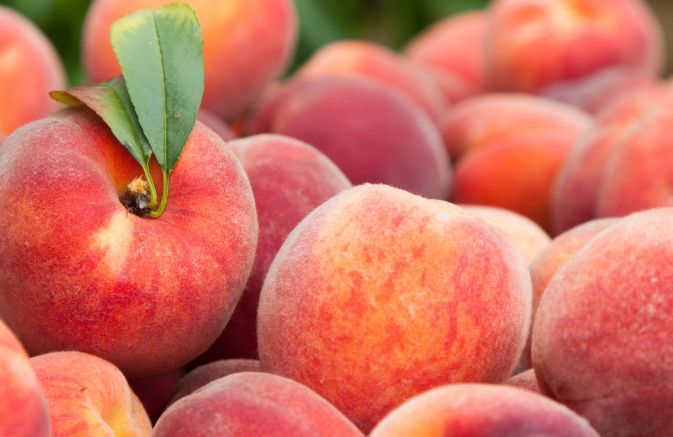 水蜜桃挑選 水蜜桃挑選