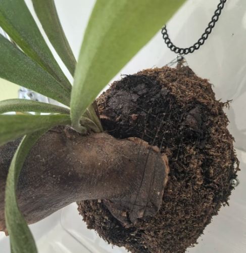 植物上板方法 植物上板方法