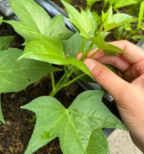 地瓜葉栽培方法