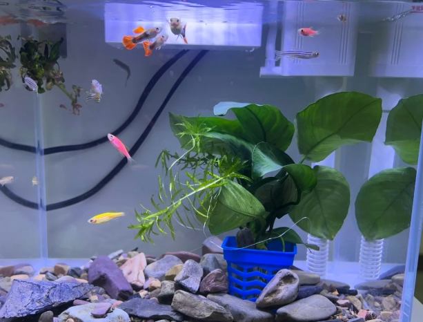 水族箱混養技巧