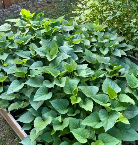 地瓜葉栽培方法