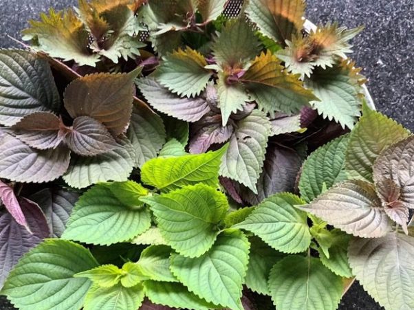 紫蘇葉選購指南