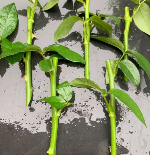 玫瑰花繁殖技巧 玫瑰花繁殖技巧