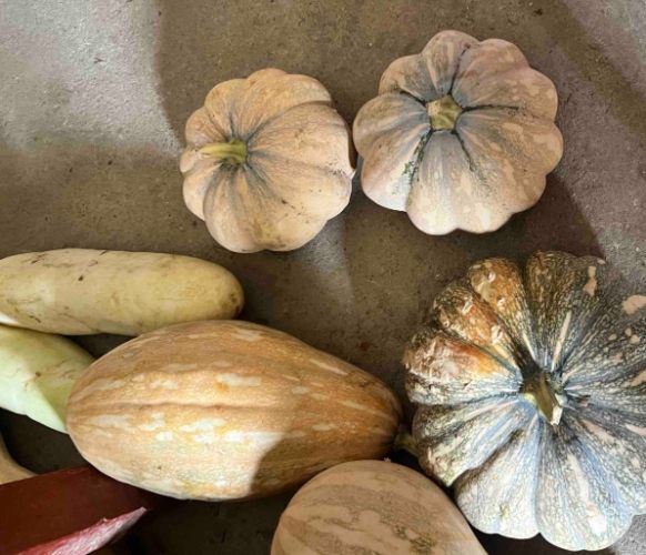 南瓜儲存方法