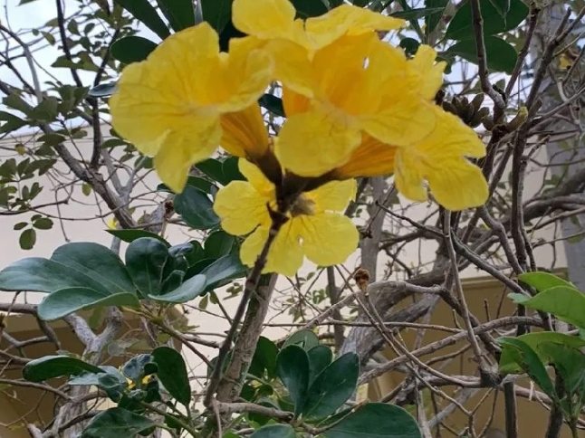 台灣黃花風鈴木 台灣黃花風鈴木