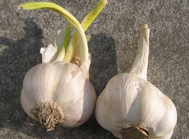 蒜頭發芽種植