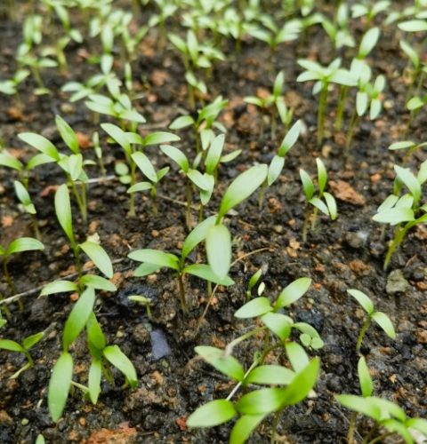 香菜種子多久發芽