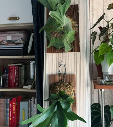 鹿角蕨栽培 鹿角蕨栽培