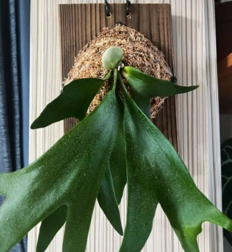 植物上板方法 植物上板方法