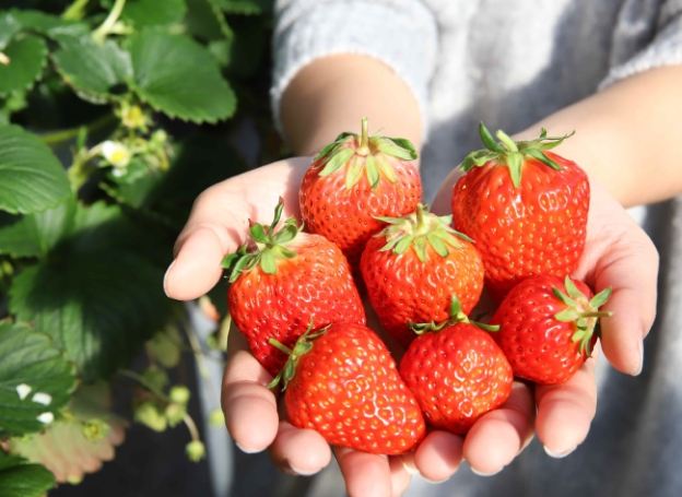 日本草莓購買指南 日本草莓購買指南